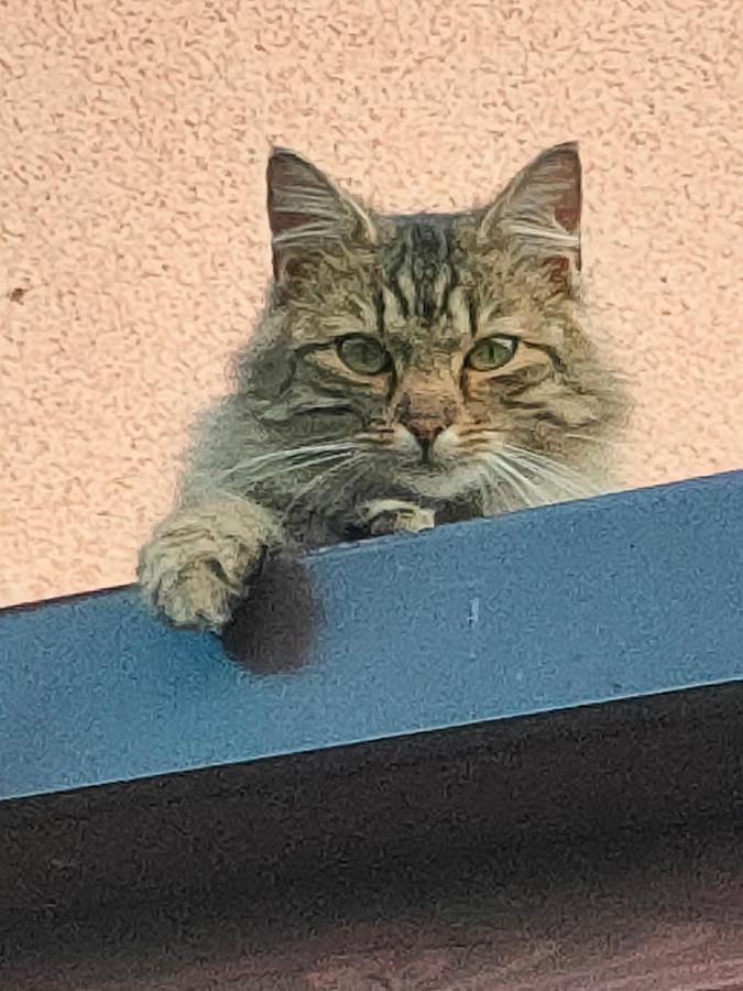 Pokoje Na Brzegu Lapsze Wyzne Buitenkant foto